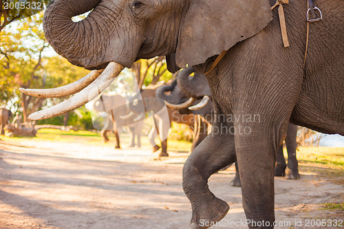 Image of Elephant group