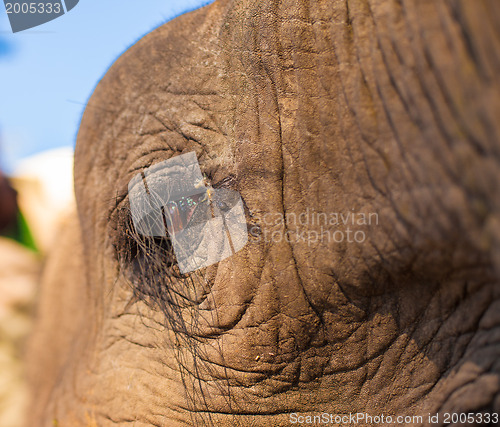 Image of Elephant eye