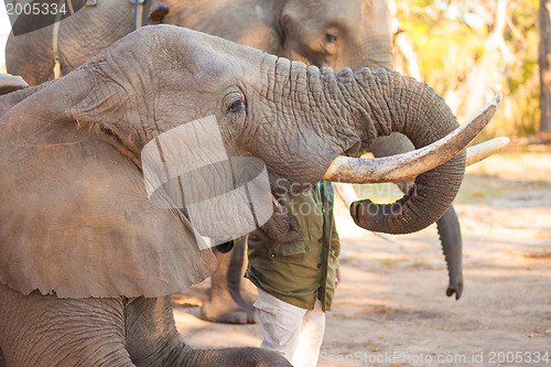 Image of Elephant eating