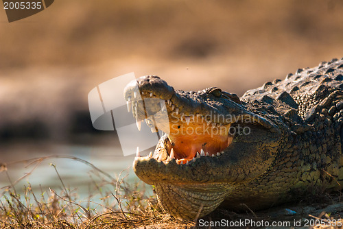 Image of Crocodile baring teeth