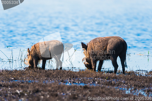 Image of Two warthogs drinking