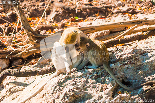 Image of Vervet monkeys