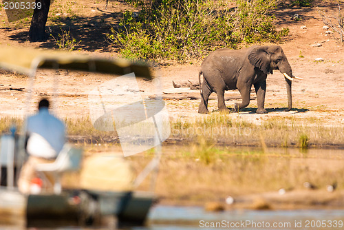 Image of Elephant and tour boat