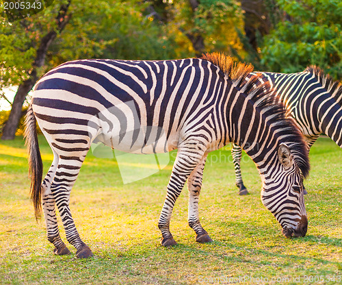 Image of Plains zebra (Equus quagga) grazing