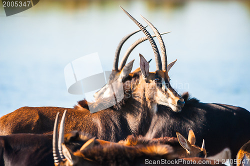 Image of Oryx by water