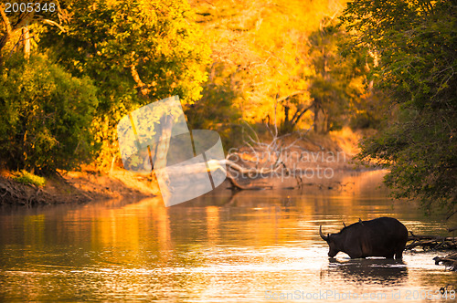 Image of Cape buffalo in water