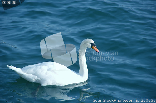 Image of Swan Alone