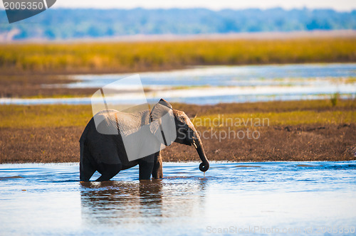 Image of African bush elephant