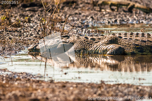 Image of Crocodile sleeping