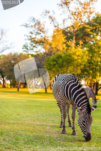 Image of Plains zebra (Equus quagga) grazing