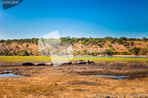 Image of Large group of hippos in the mud