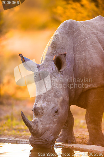 Image of Rhinos at watering hole