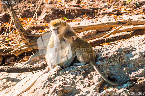 Image of Vervet monkeys