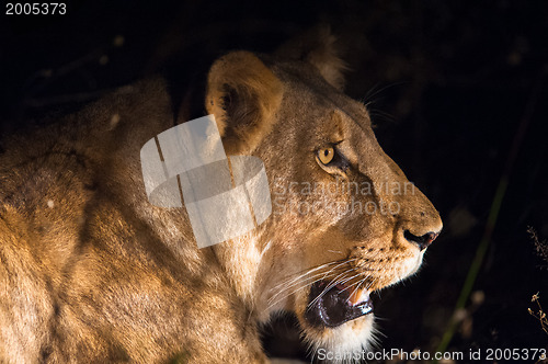 Image of Female lion at night