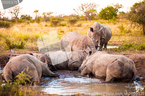 Image of Group of rhinos in the mud