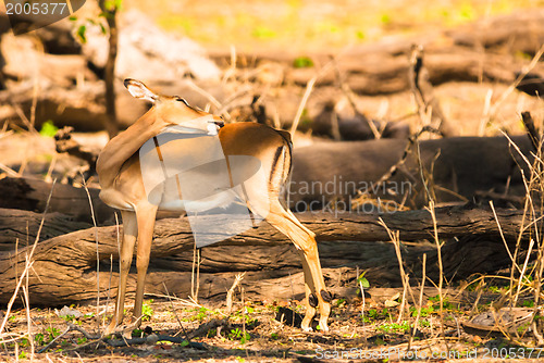 Image of Impala ewe