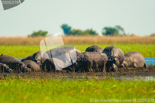 Image of Large group of hippos in the mud