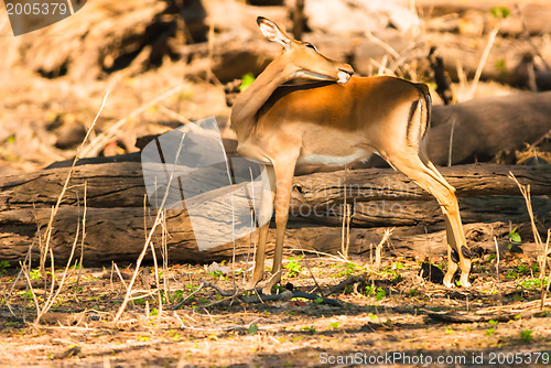 Image of Impala ewe