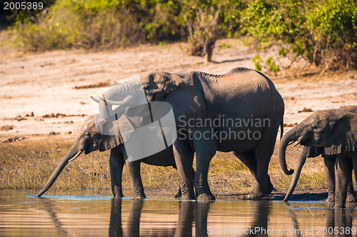 Image of Group of elephants drinking