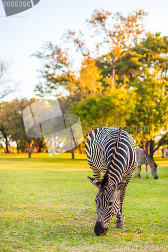 Image of Plains zebra (Equus quagga) grazing