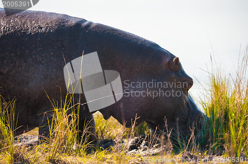 Image of Grazing hippopotamus