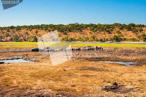 Image of Large group of hippos in the mud