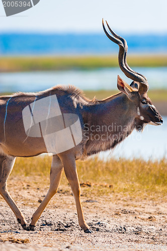 Image of Kudu bull