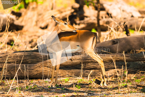 Image of Impala ewe