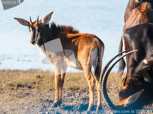 Image of Oryx by water