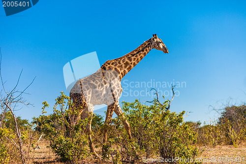 Image of Giraffes walking