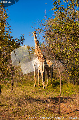 Image of Giraffes walking