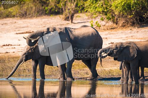 Image of Group of elephants drinking