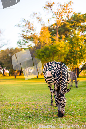 Image of Plains zebra (Equus quagga) grazing