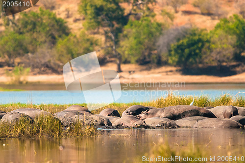 Image of Hippopotamus group