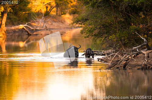 Image of Cape buffalo in water