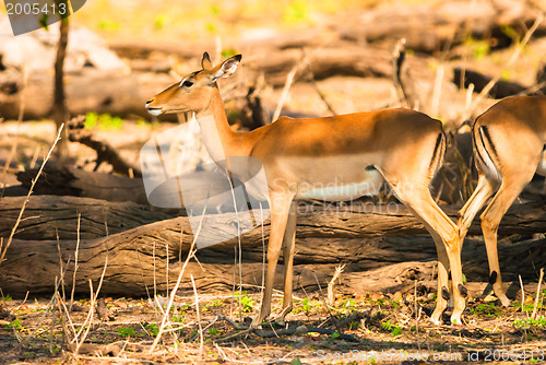 Image of Impala ewe