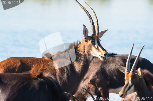 Image of Oryx by water
