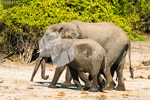Image of African bush elephants
