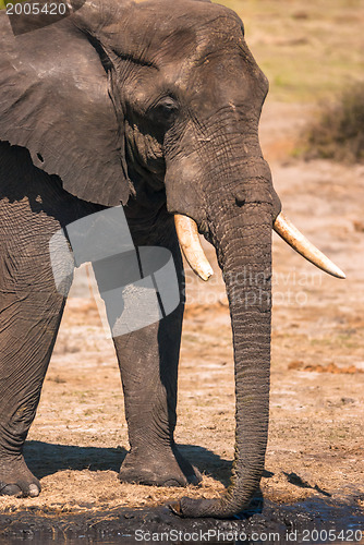 Image of Elephant drinking