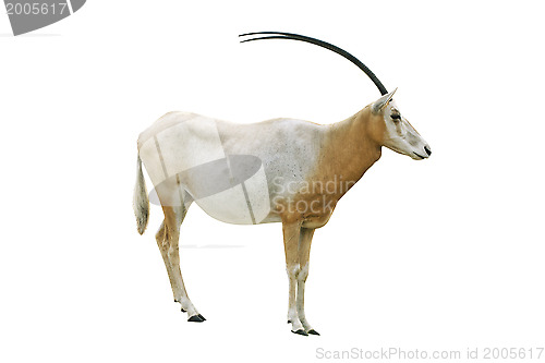 Image of Scimitar horned oryx