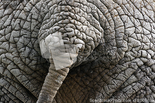 Image of Elephant's tail