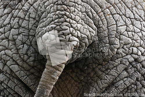 Image of Elephant's tail