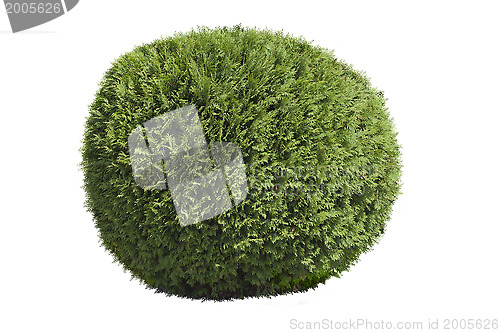 Image of Topiary bush 