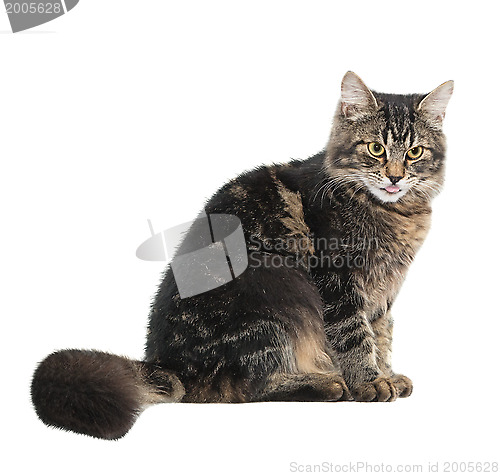 Image of Sitting cat