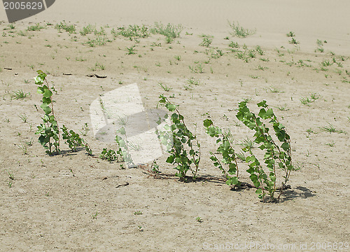 Image of Plants in the sand