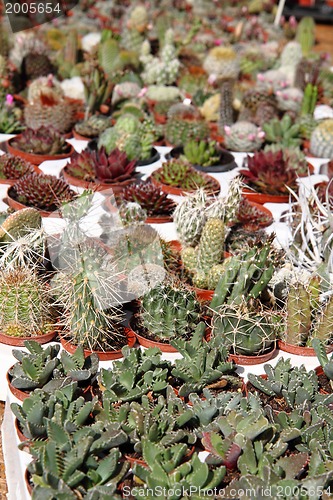 Image of cactuses collection 