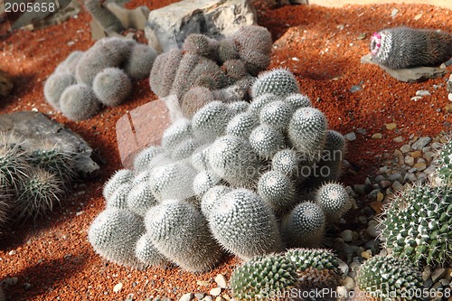 Image of cactuses collection 