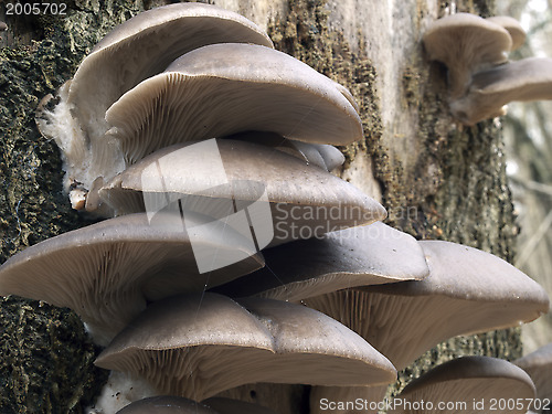 Image of Oyster mushrooms