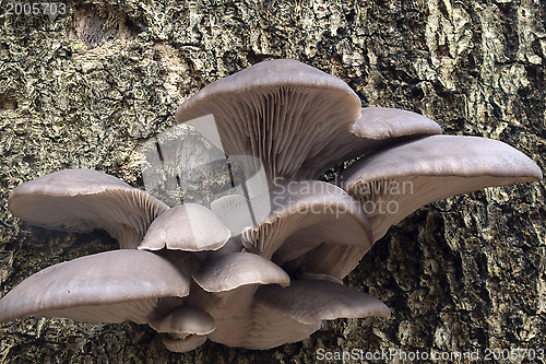 Image of Oyster mushrooms on a tree trunk