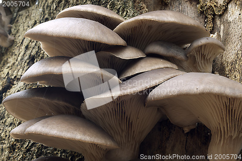 Image of Oyster mushrooms in a bundle